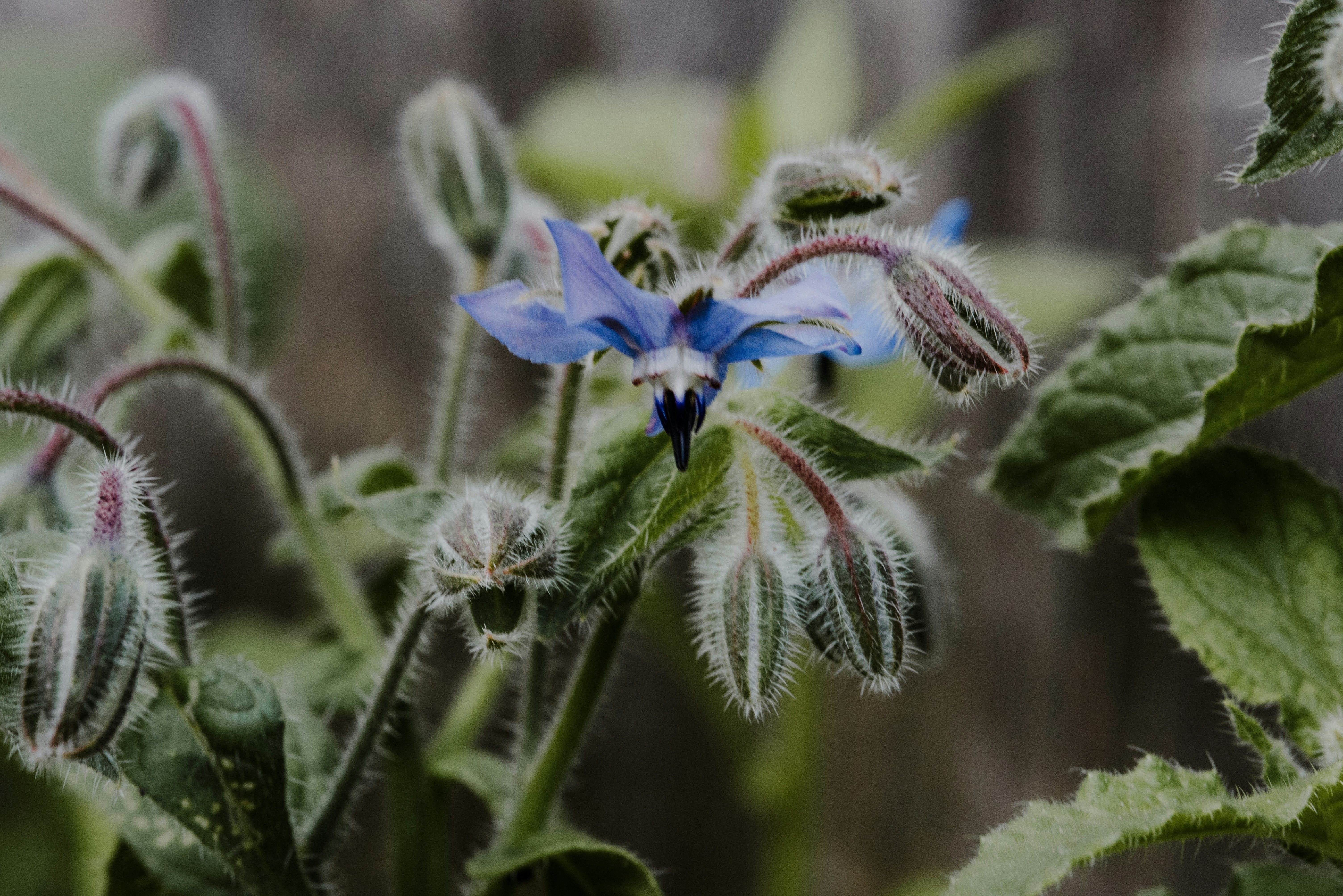 Close-up of a blooming blue starflower (borage) surrounded by fuzzy buds and textured green leaves in a garden setting.