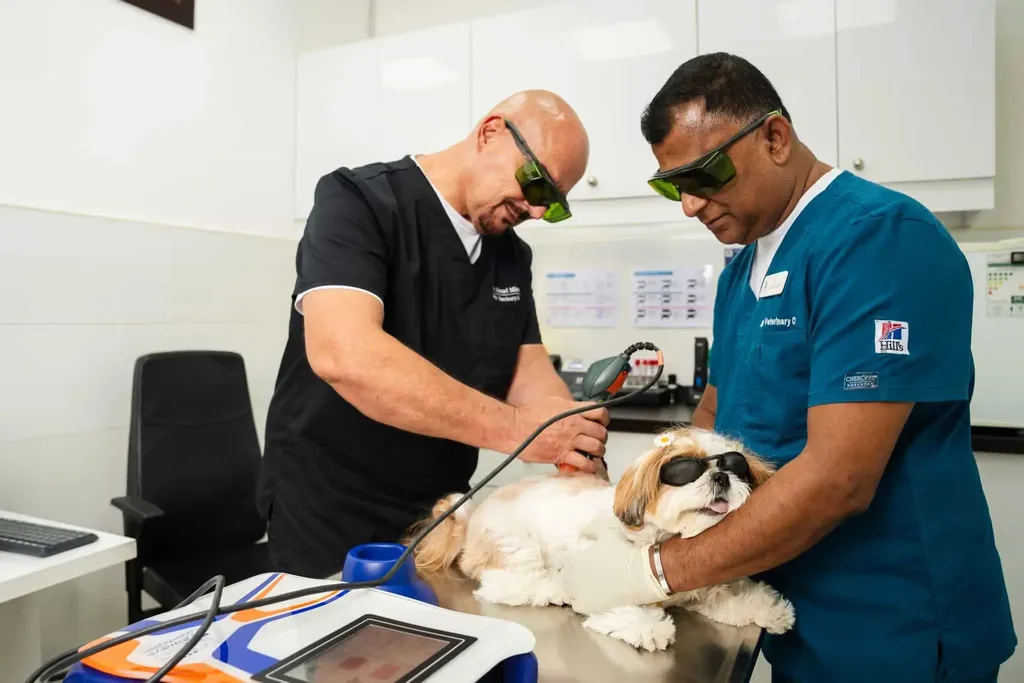 Veterinarians including Dr. Nenad Misura conduct a specialized treatment on a goggled dog in a well-equipped vet clinic.