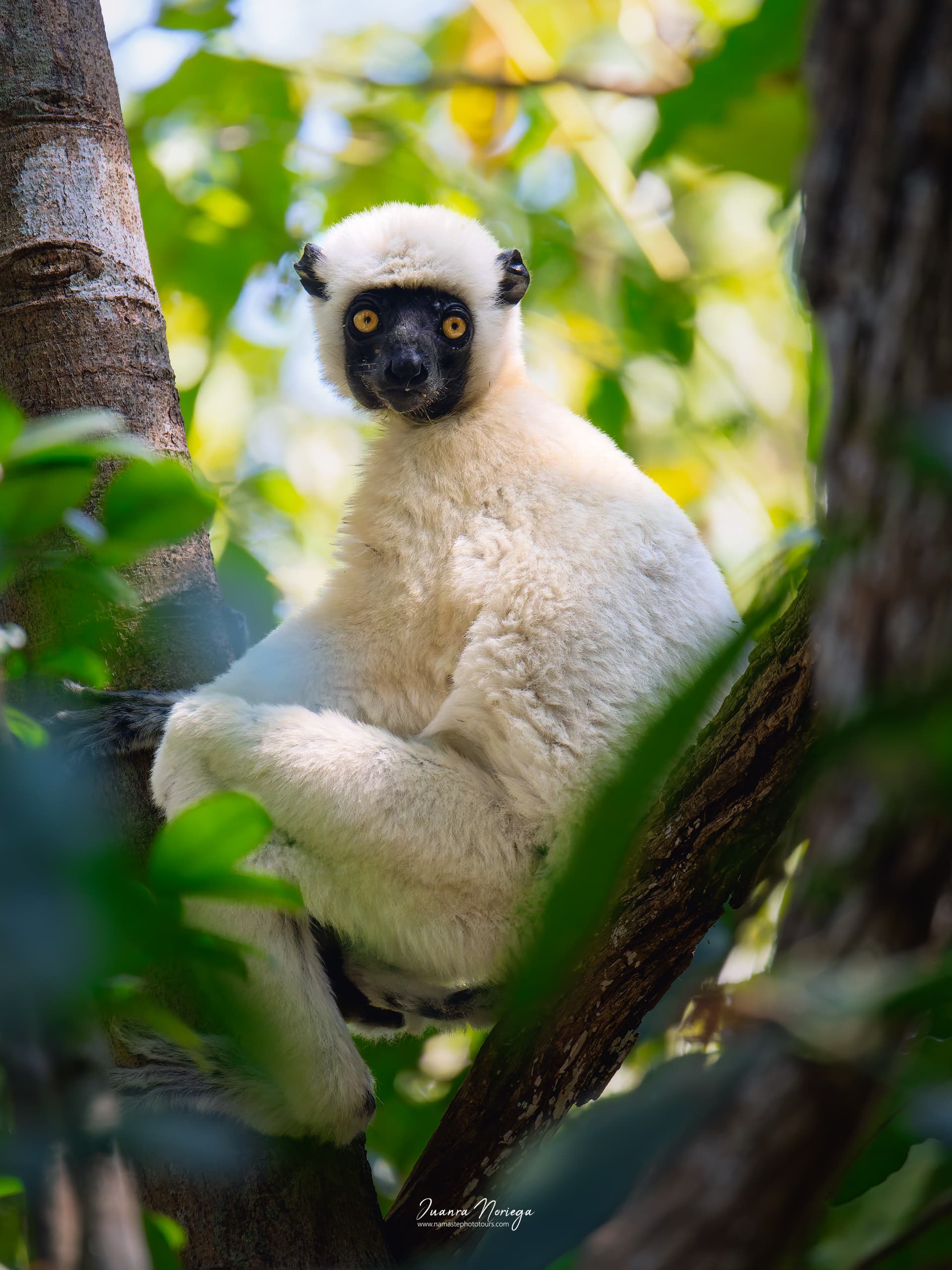 Lemur Sifaka en Madagascar