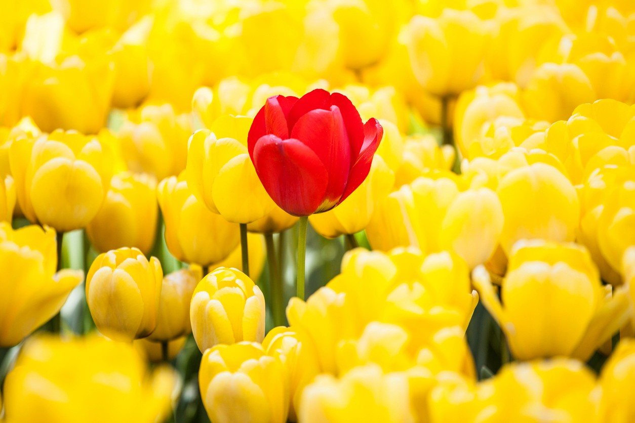 Concept of standing out from the crowd with a red flower in a field of yellow