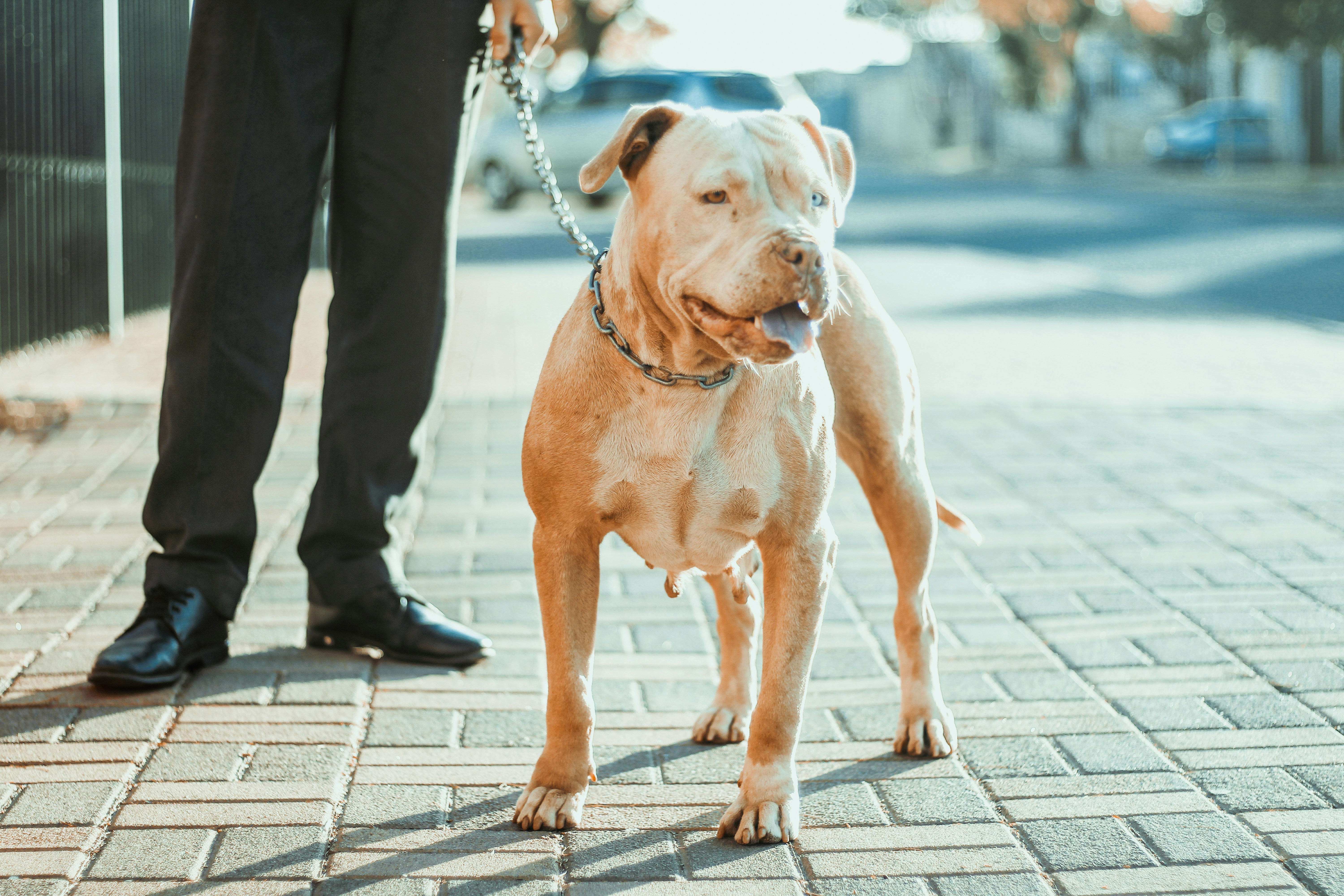 Perrito de paseo