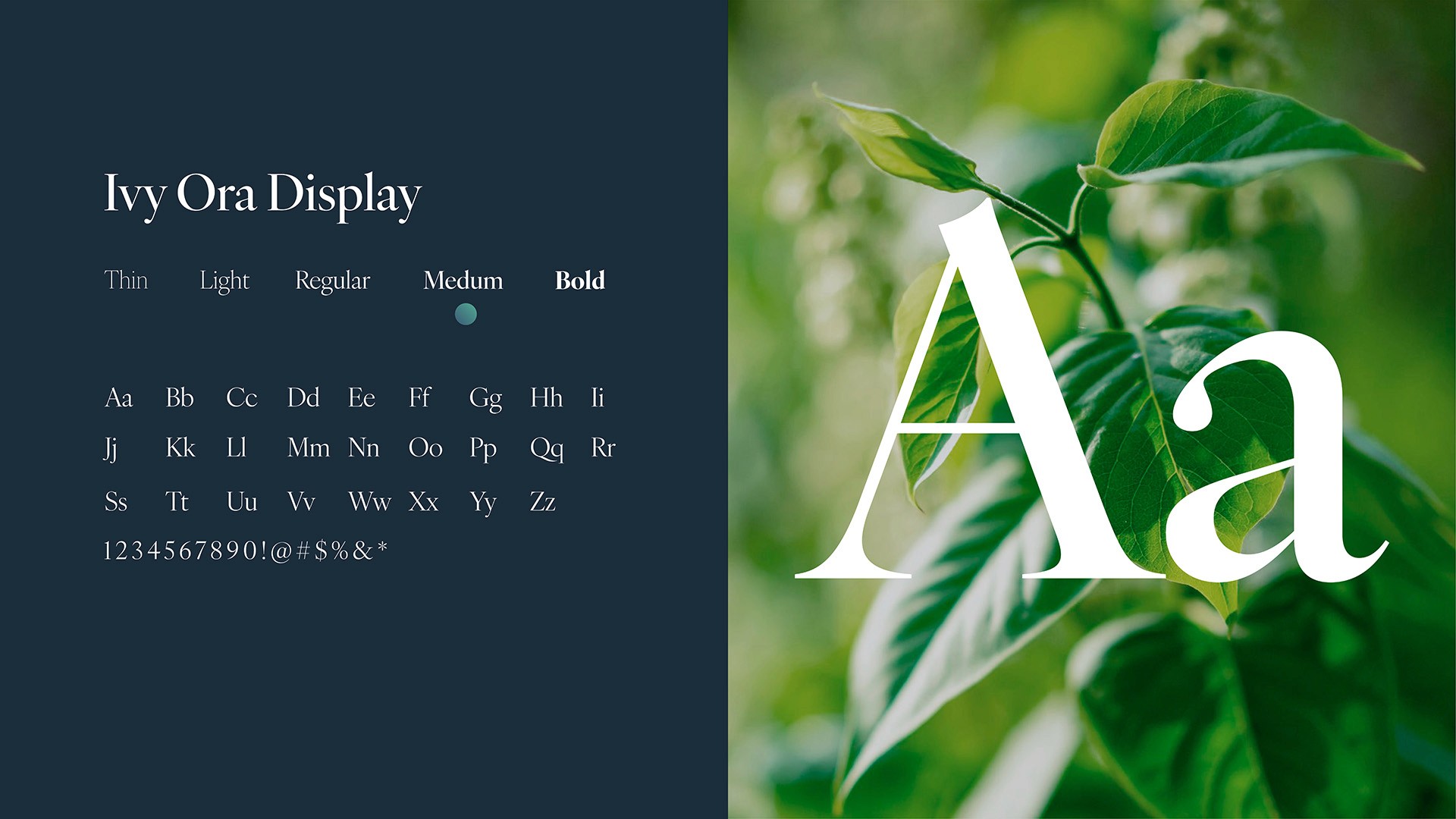Dr. Howie Jacobson typography, IvyOra Display specimen, by Huw Mathias.