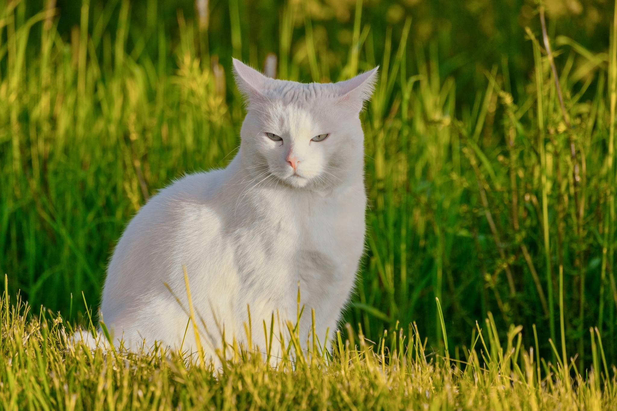 Turkish Angora