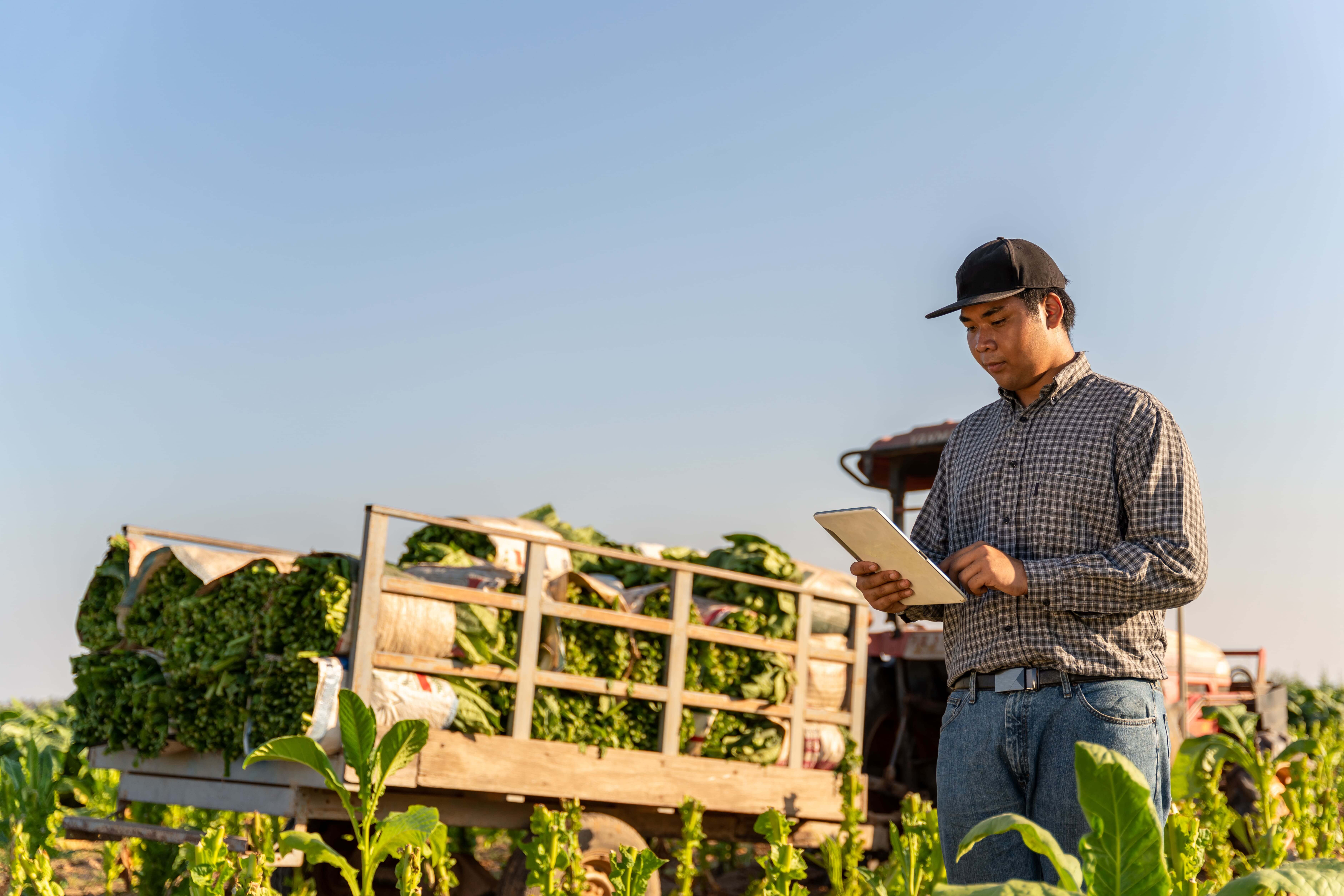 windmill on the hill