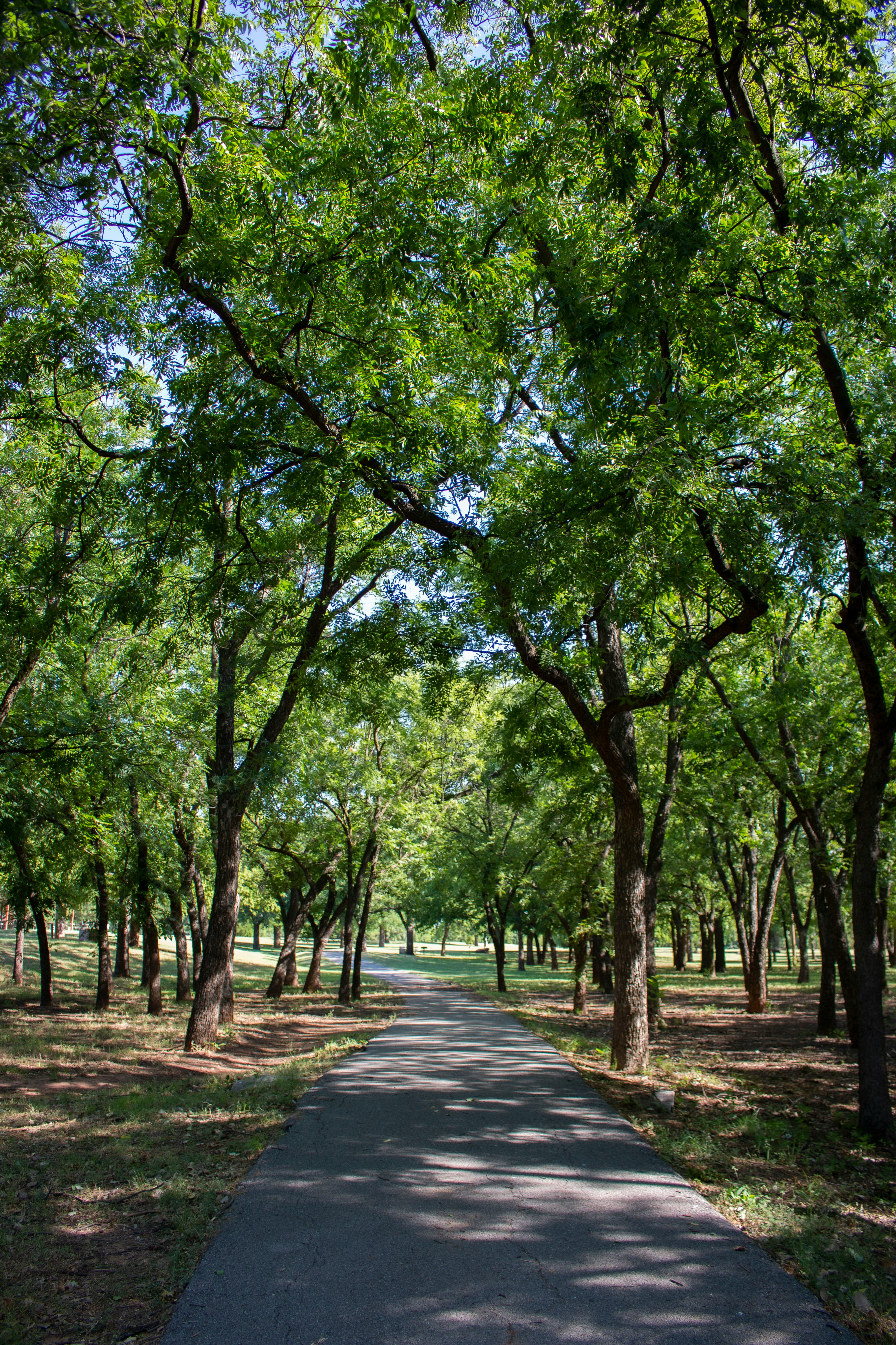 green trees on gray concrete pathway