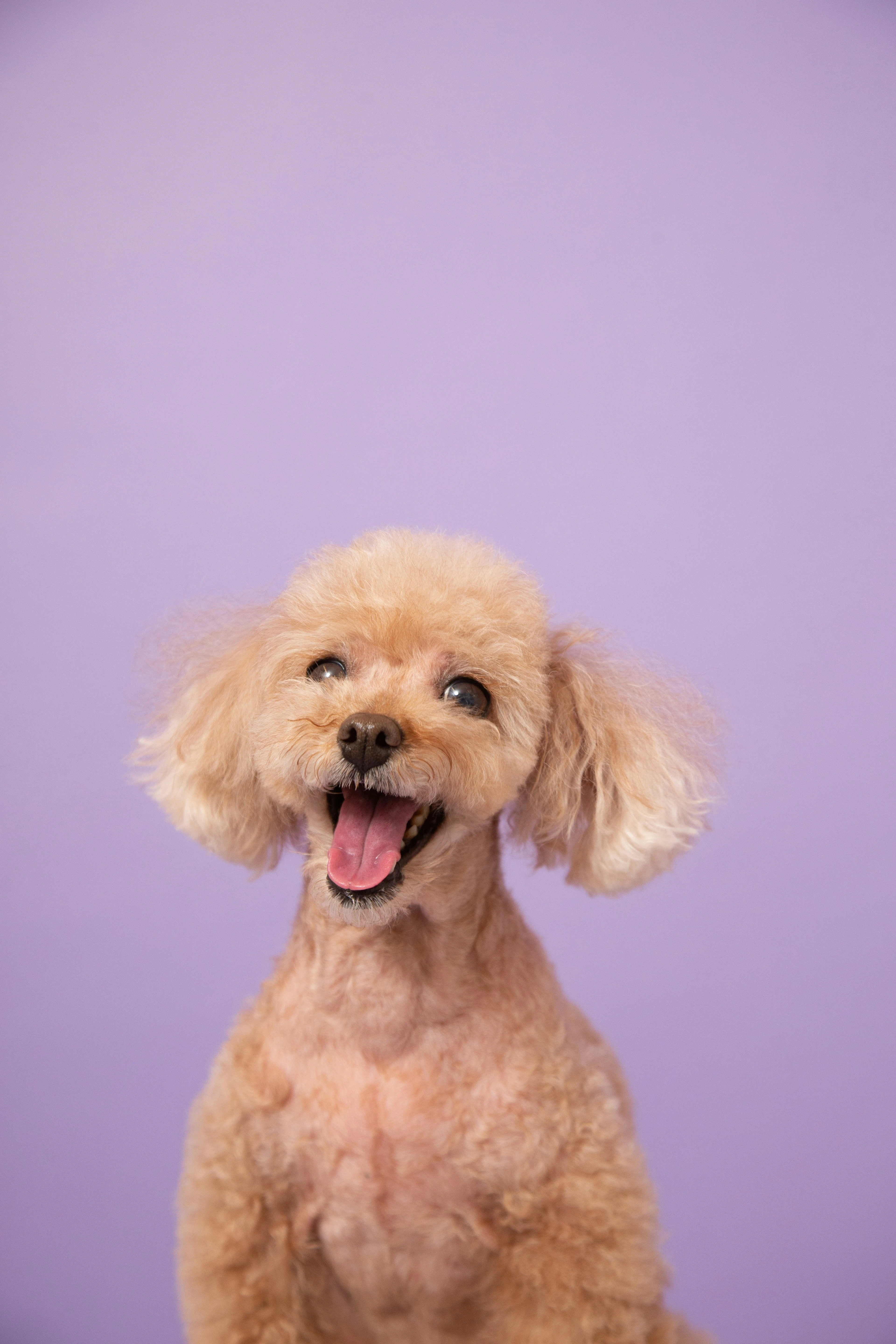 happy puppy portrait