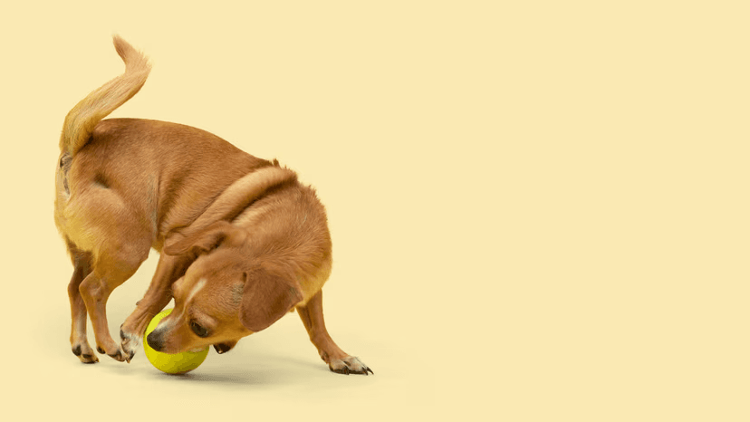 Obese Pug, Photo by An Nguyen