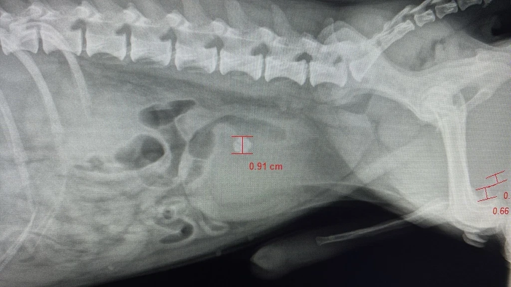 X-ray of Rupert’s torso showing spinal column and ribs. Two measurements highlighted: 0.91 cm and 0.66 cm. Grayscale with a clinical tone.
