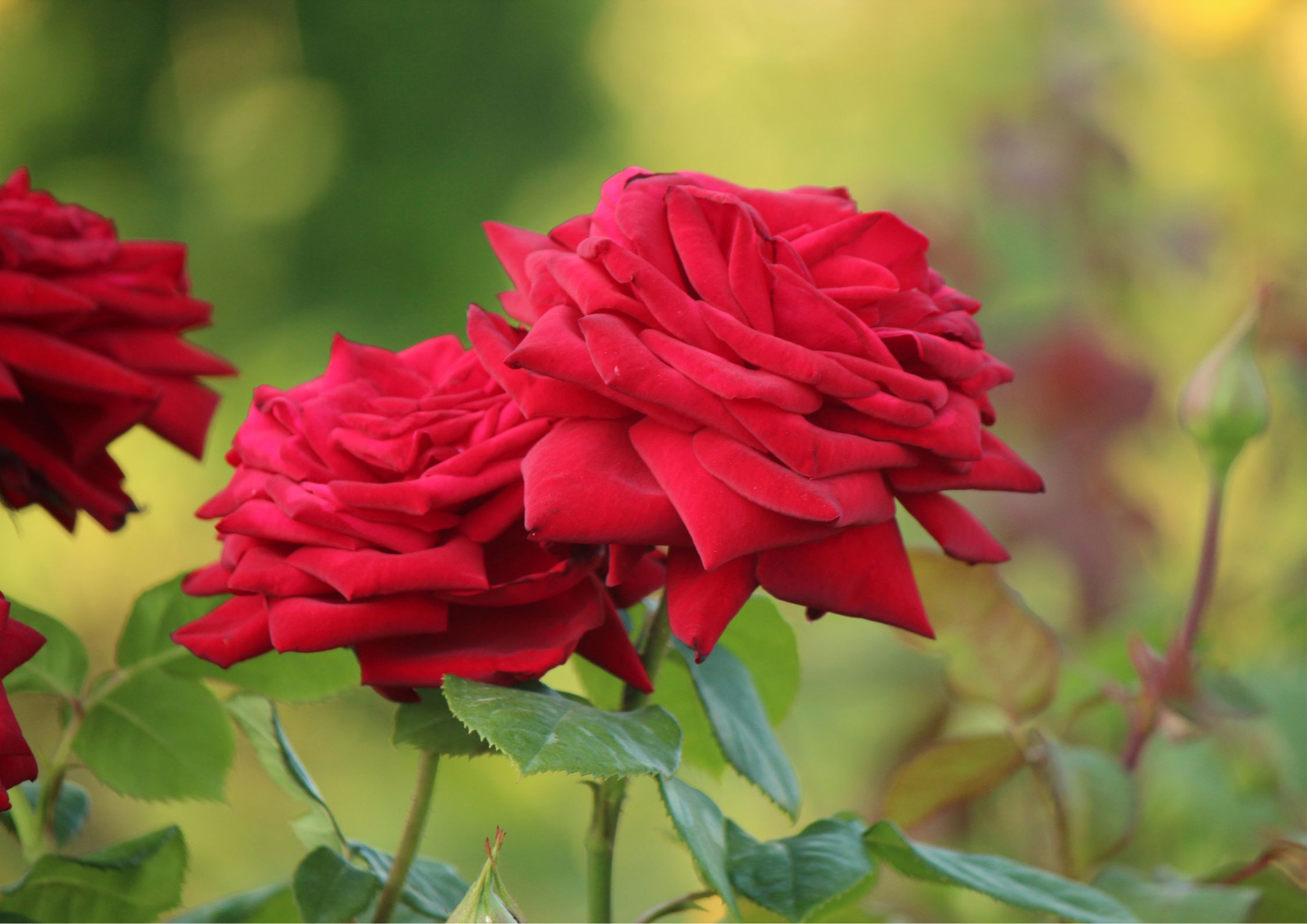 Roses in different varieties and colours