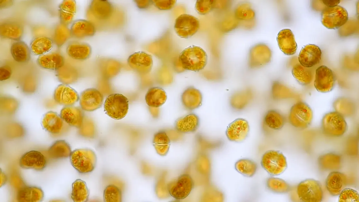 antioxidants defend and protect molecules