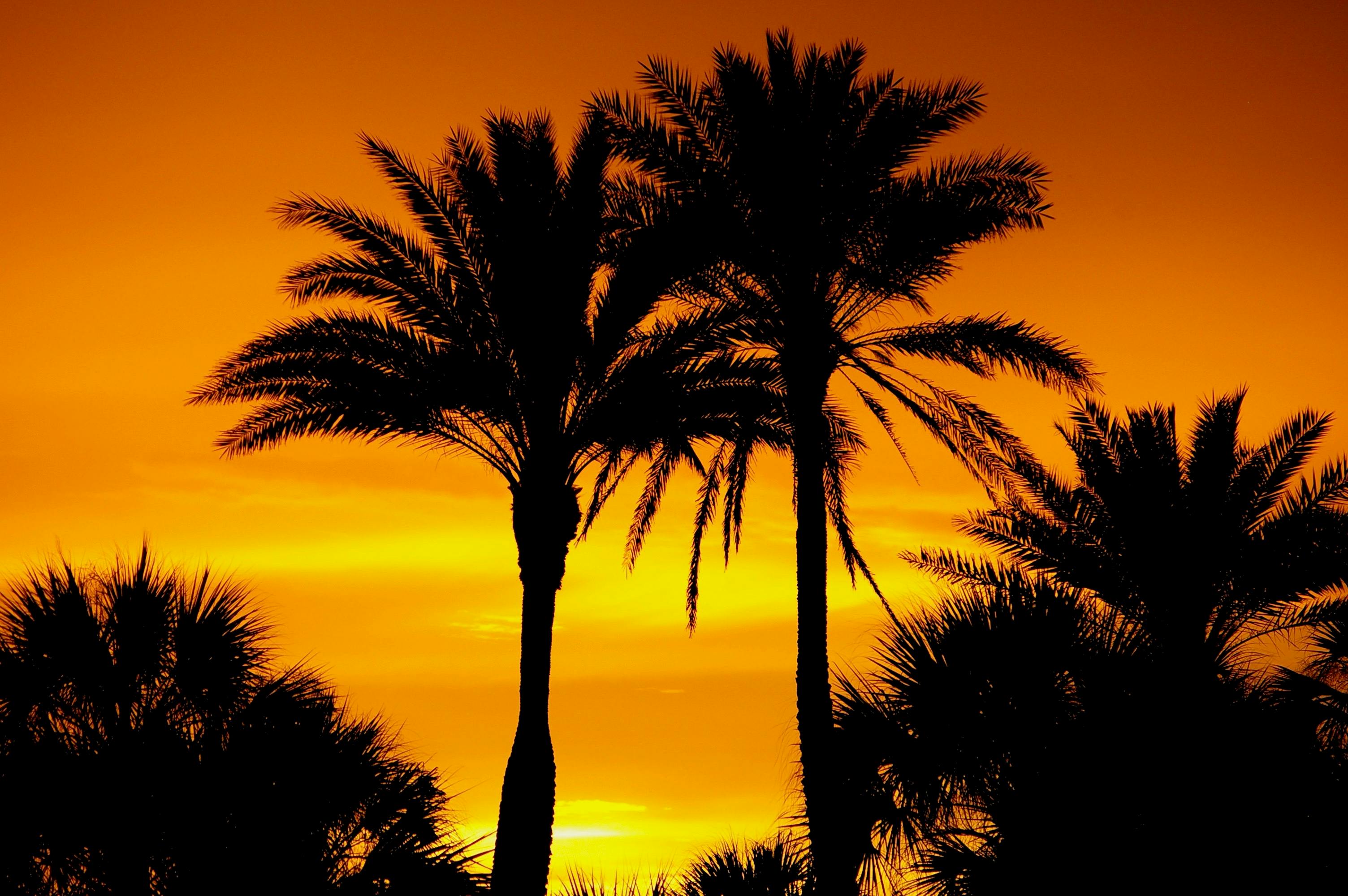 Florida Palms
