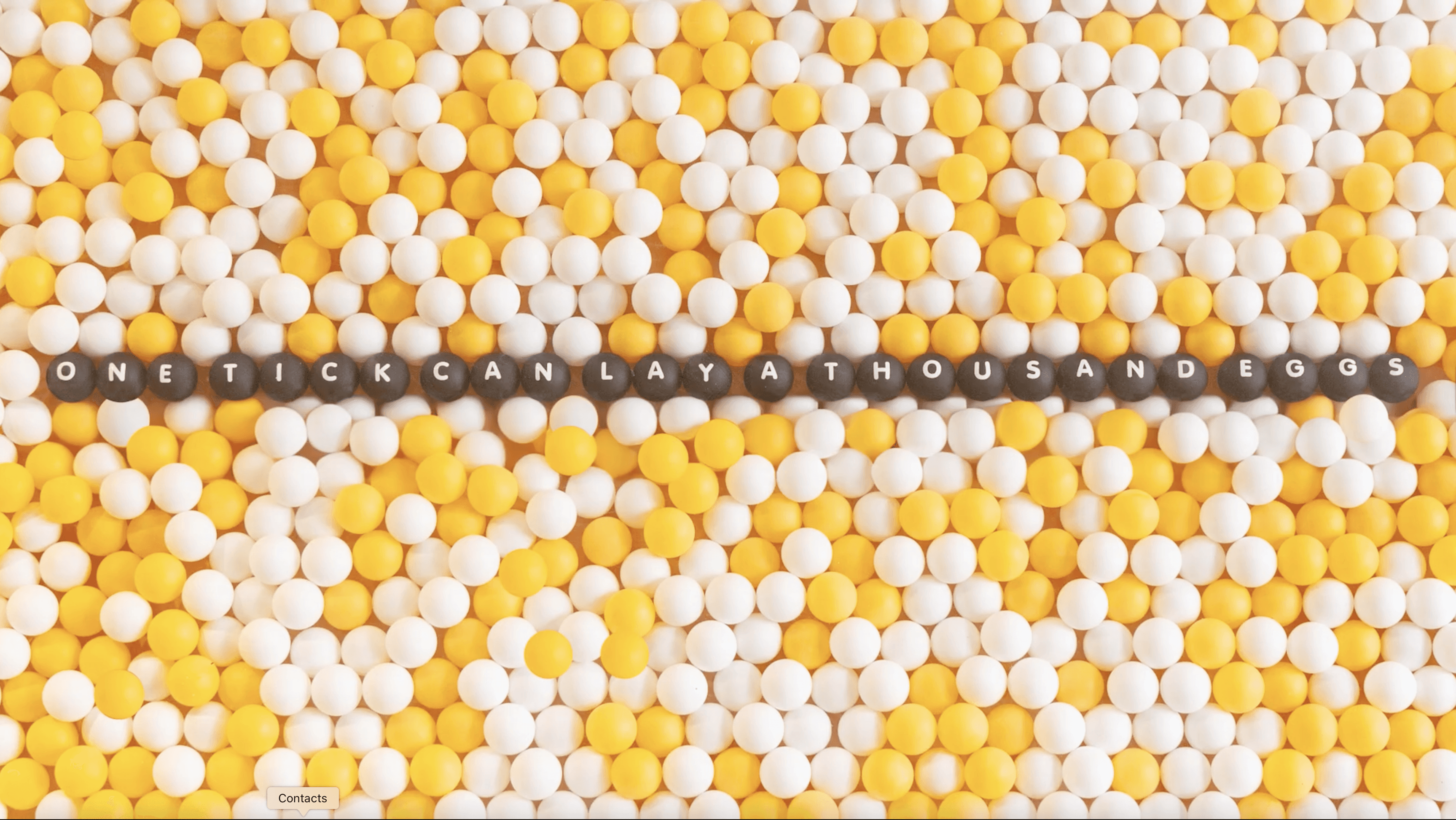A display of how many eggs a female tick lays