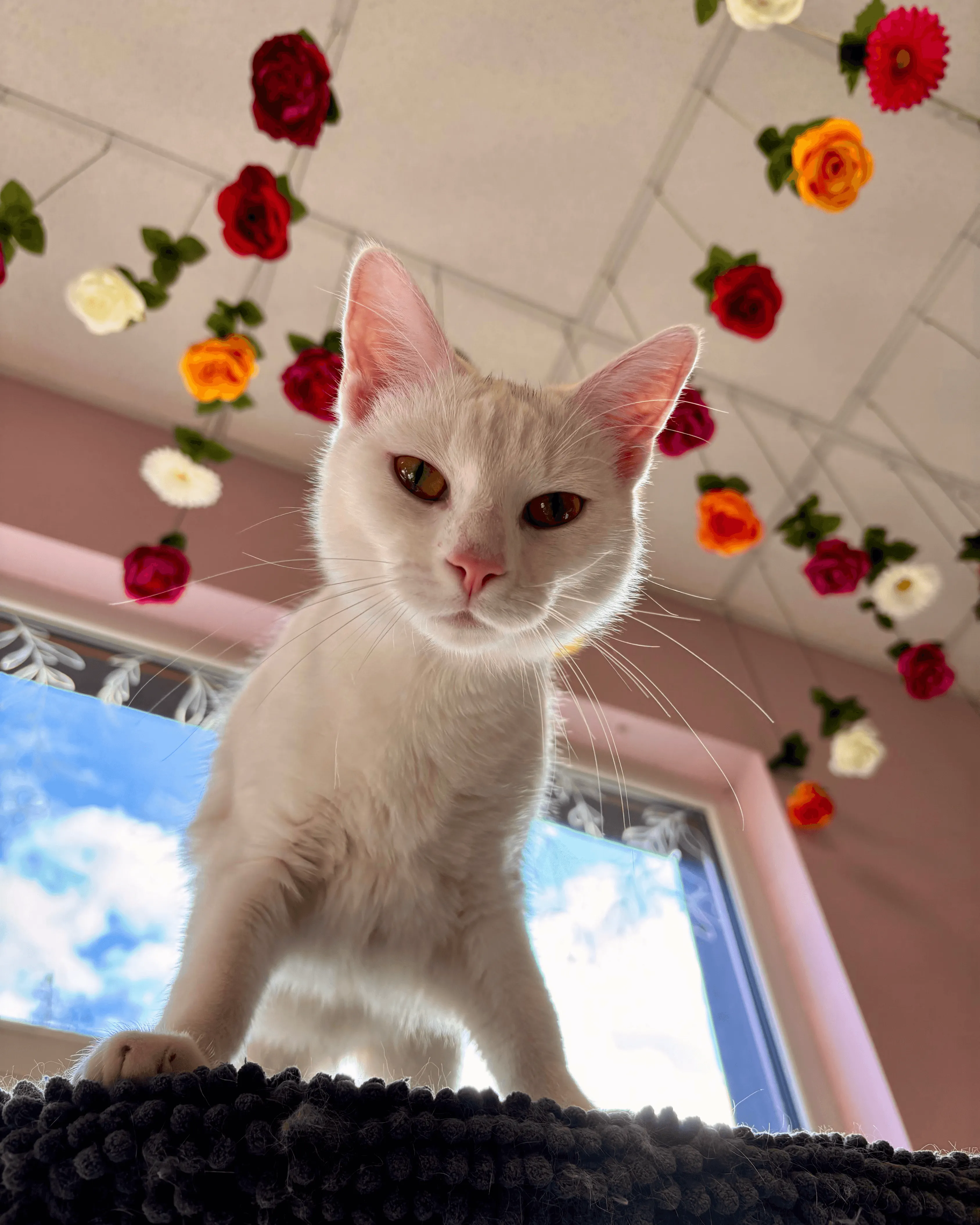 chat-blanc-interieur