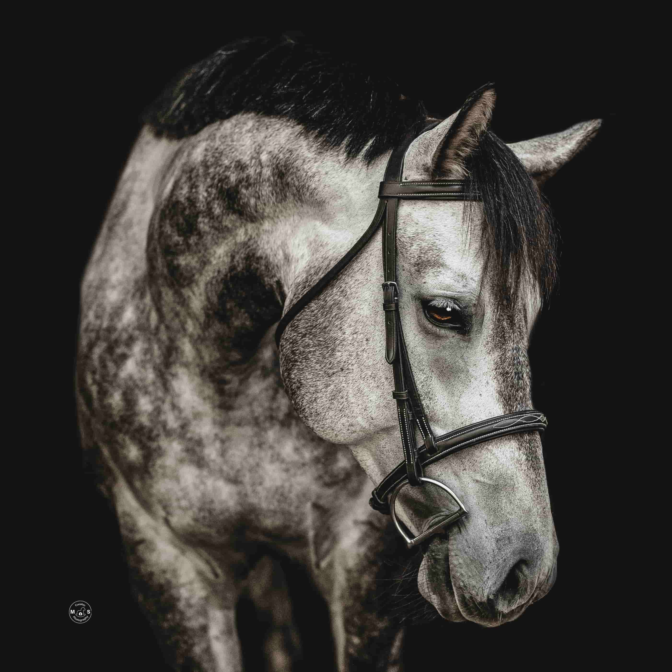 river-horse-portrait-closeup