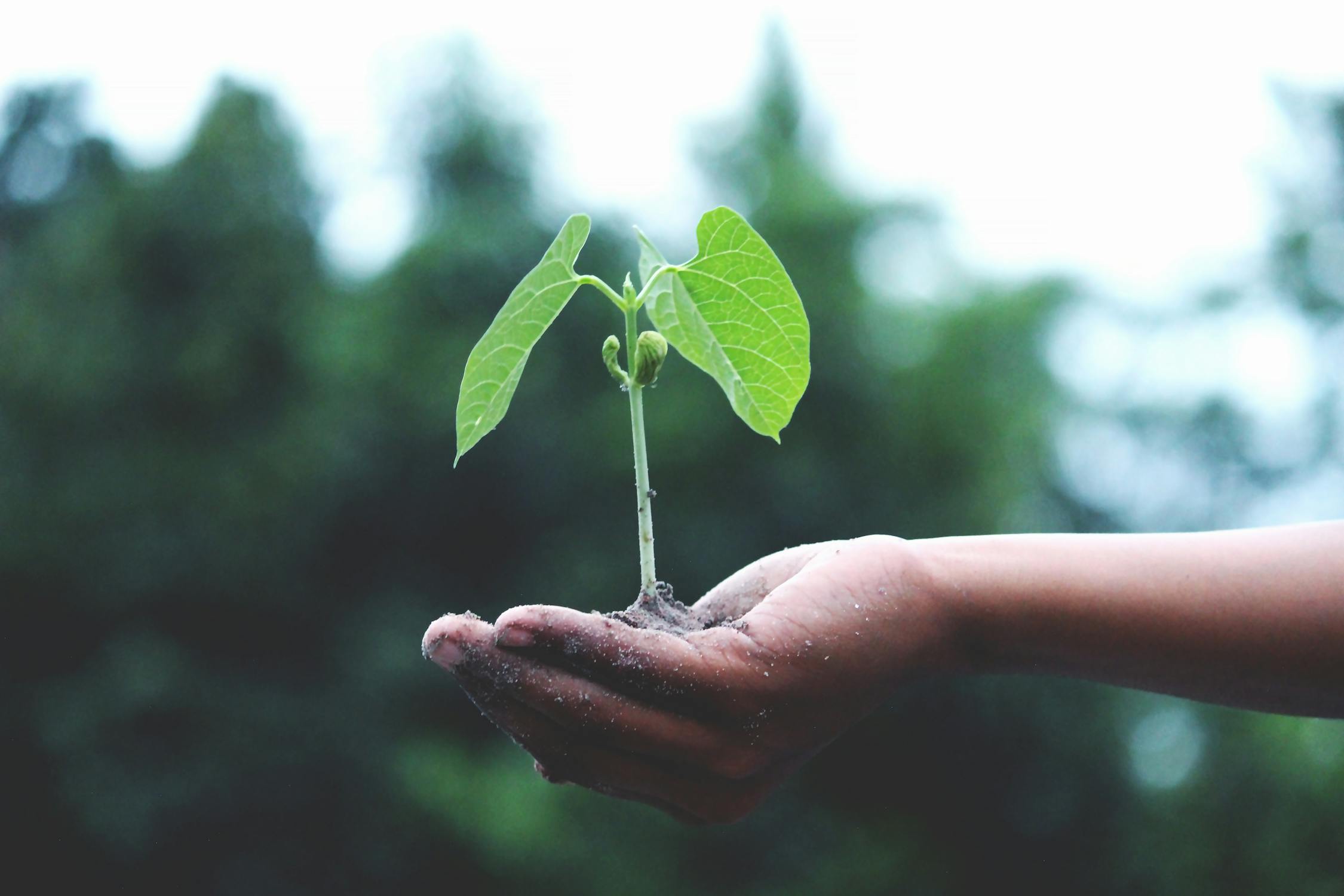 Green leaves growing through concrete symbolizing sustainable growth and resilience