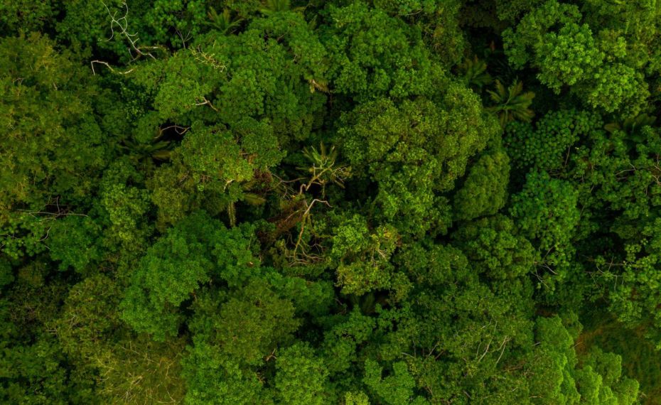 International Flavors & Fragrances investe em inovação sustentável com biodiversidade brasileira