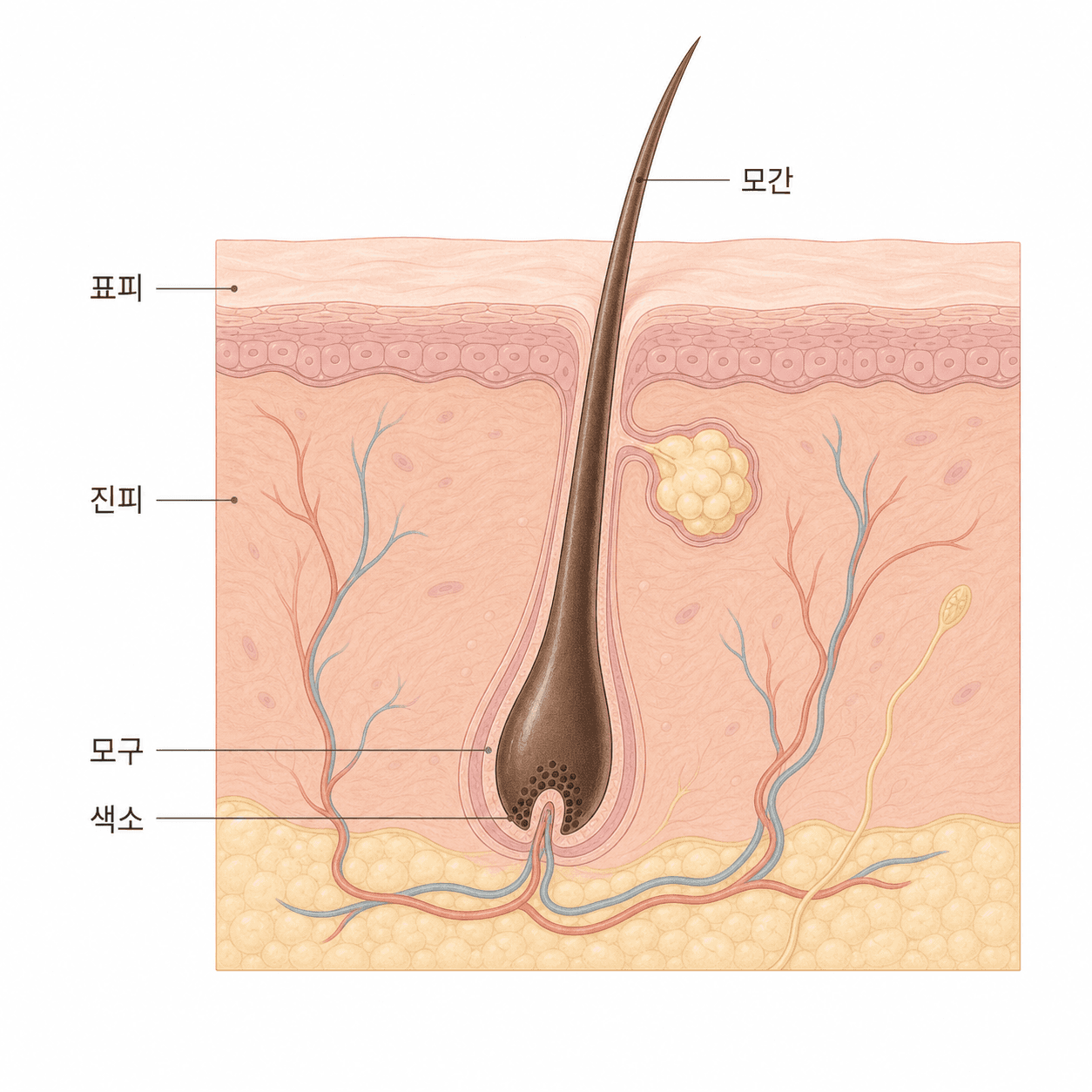 표피부터 모구까지 이어지는 모낭 단면
