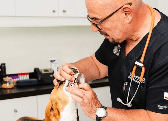 A veterinarian inspecting the dog’s teeth to maintain proper dog dental hygiene by Noble Vet