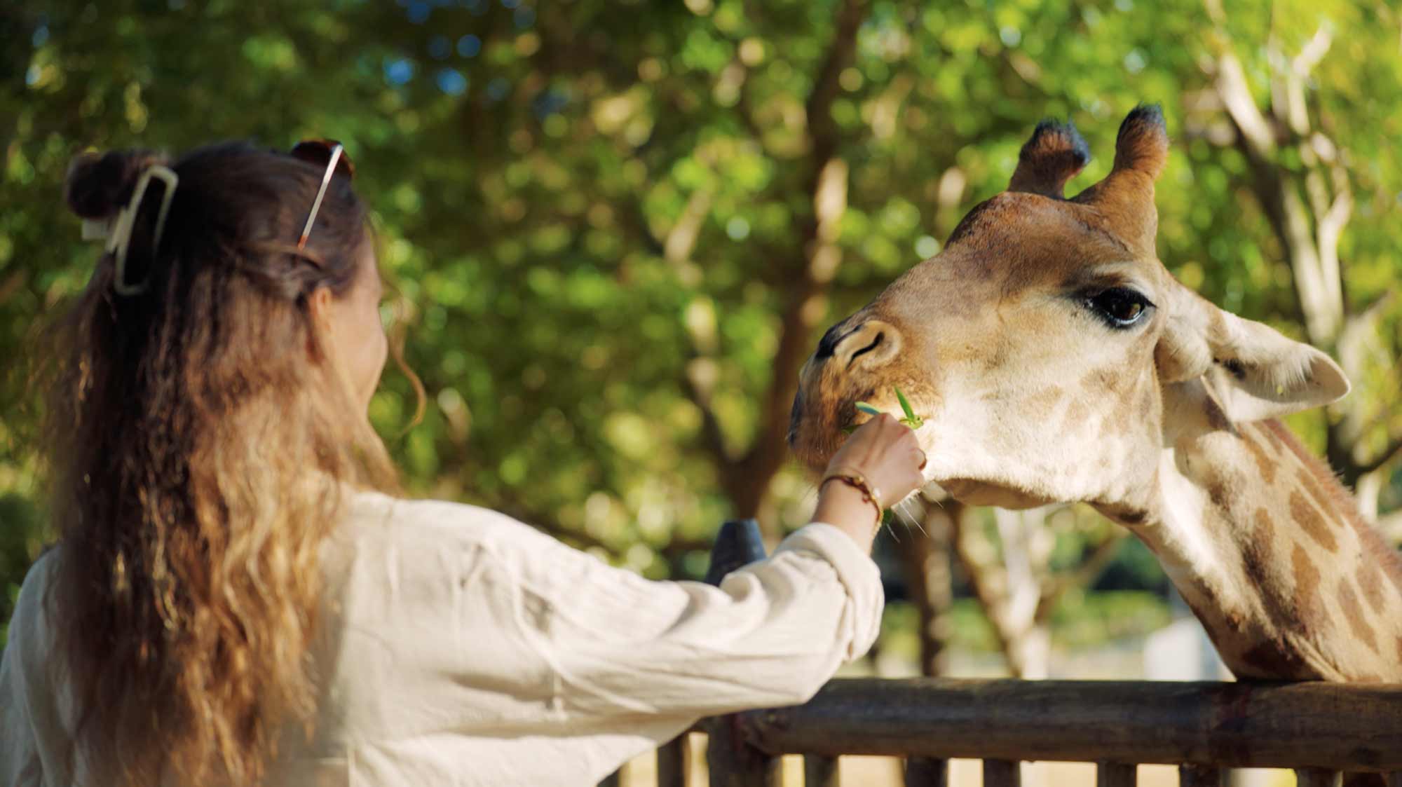Woman feeding giraffe in serene setting; filmproduction ad for a hotel in mauritius