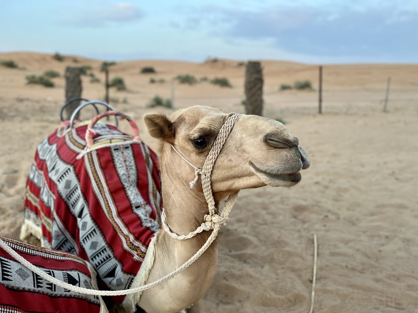 birds flying above white and gray house during daytime