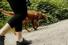 Dog hiking