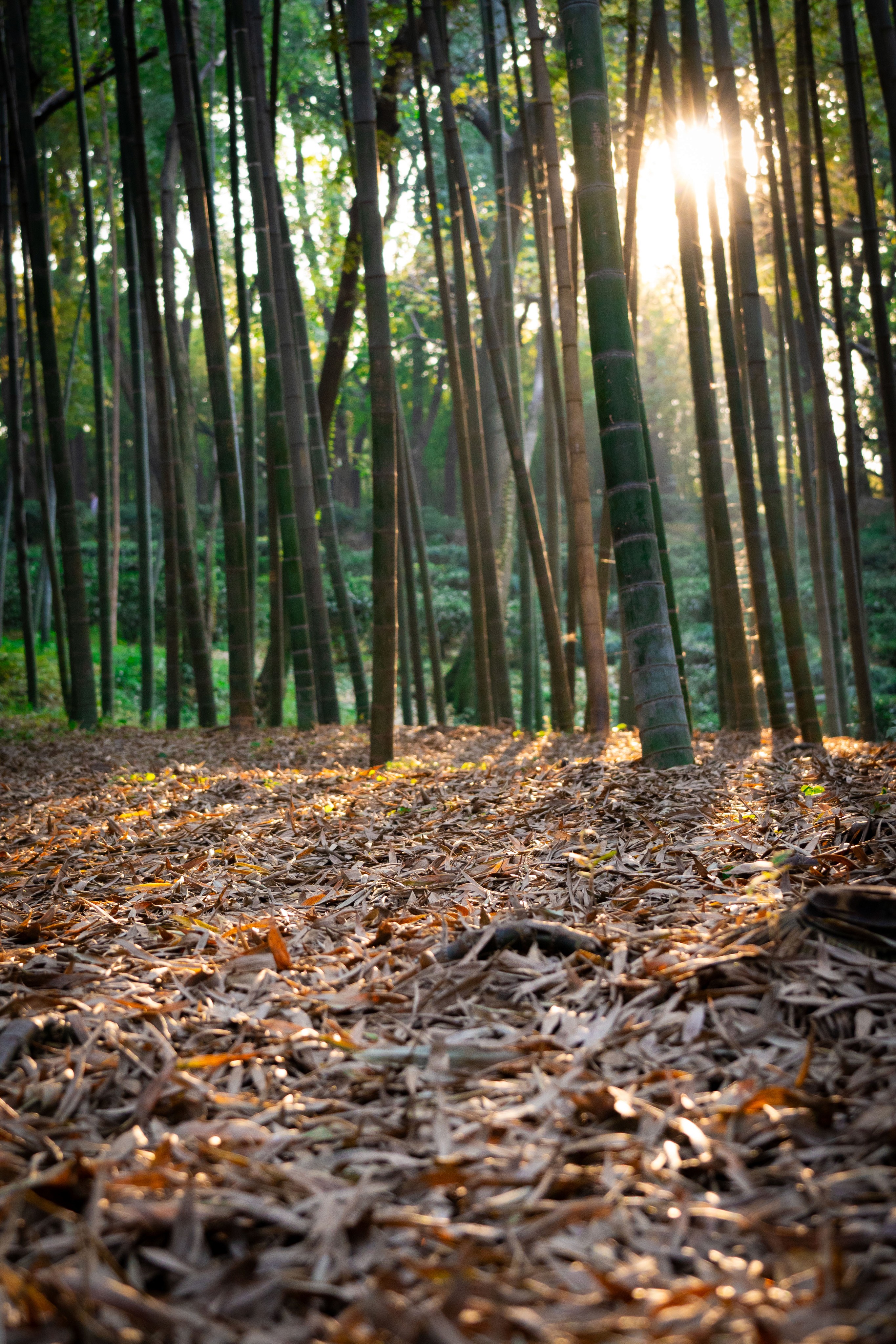 Sunlight through a Bamboo Forest