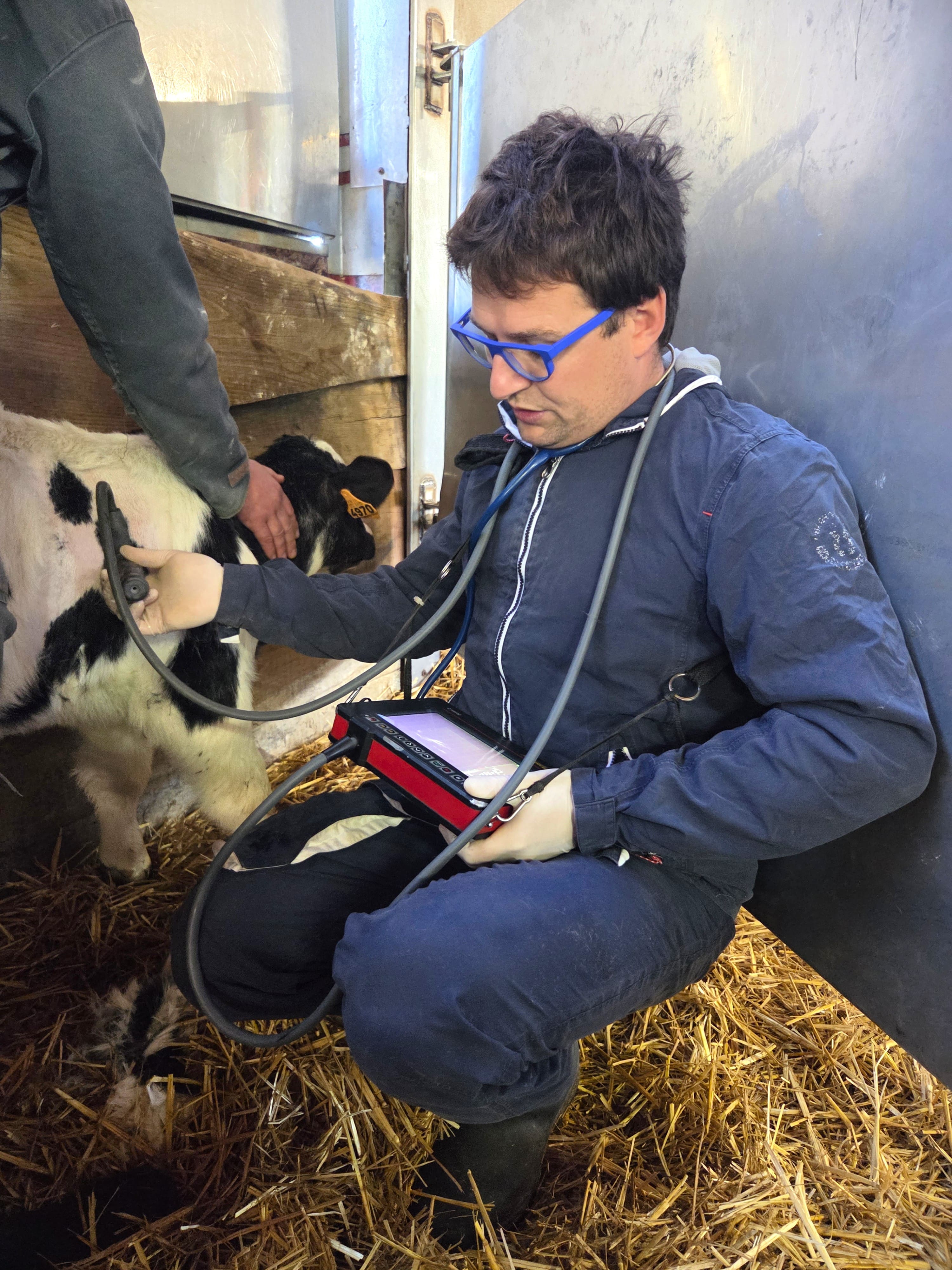 Echographie pulmonaire sur un veau Prim' Holstein