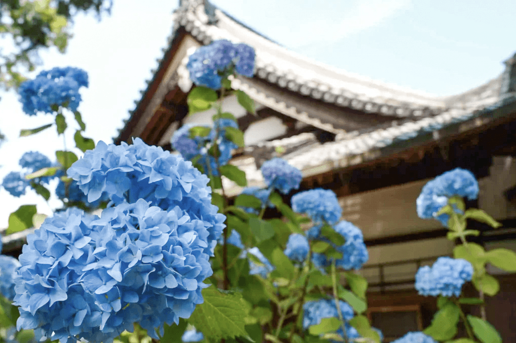 Blue hydrangeas in front of Shounsan Raikoji Temple