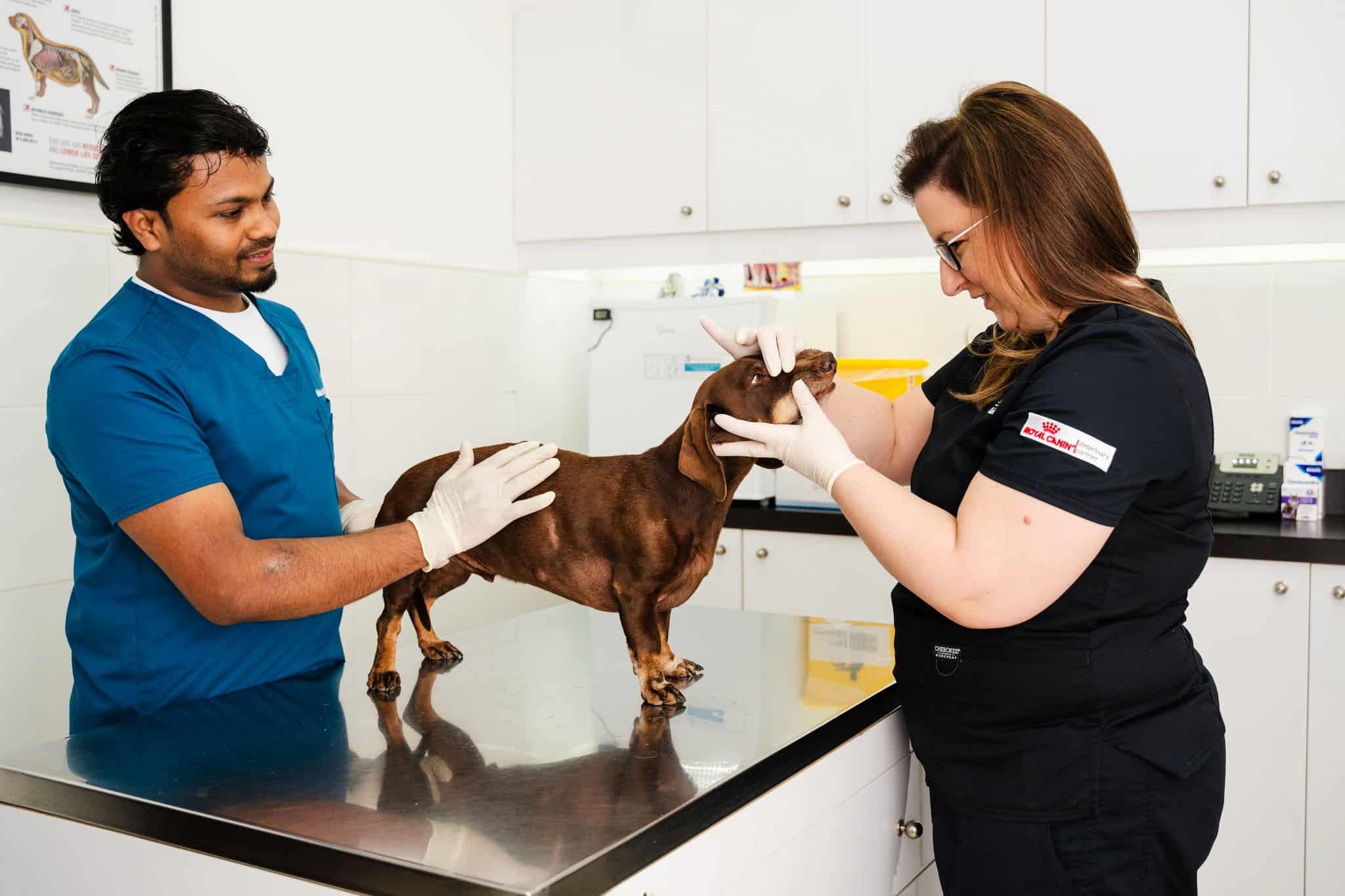 A veterinarian is holding a brown dog's face and checking its nose. Another vet is assisting by holding the dog gently.