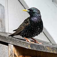 Starling