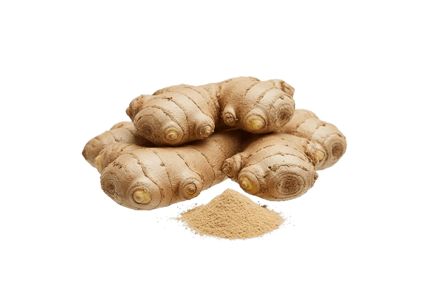Ashwagandha Root Cross-Section