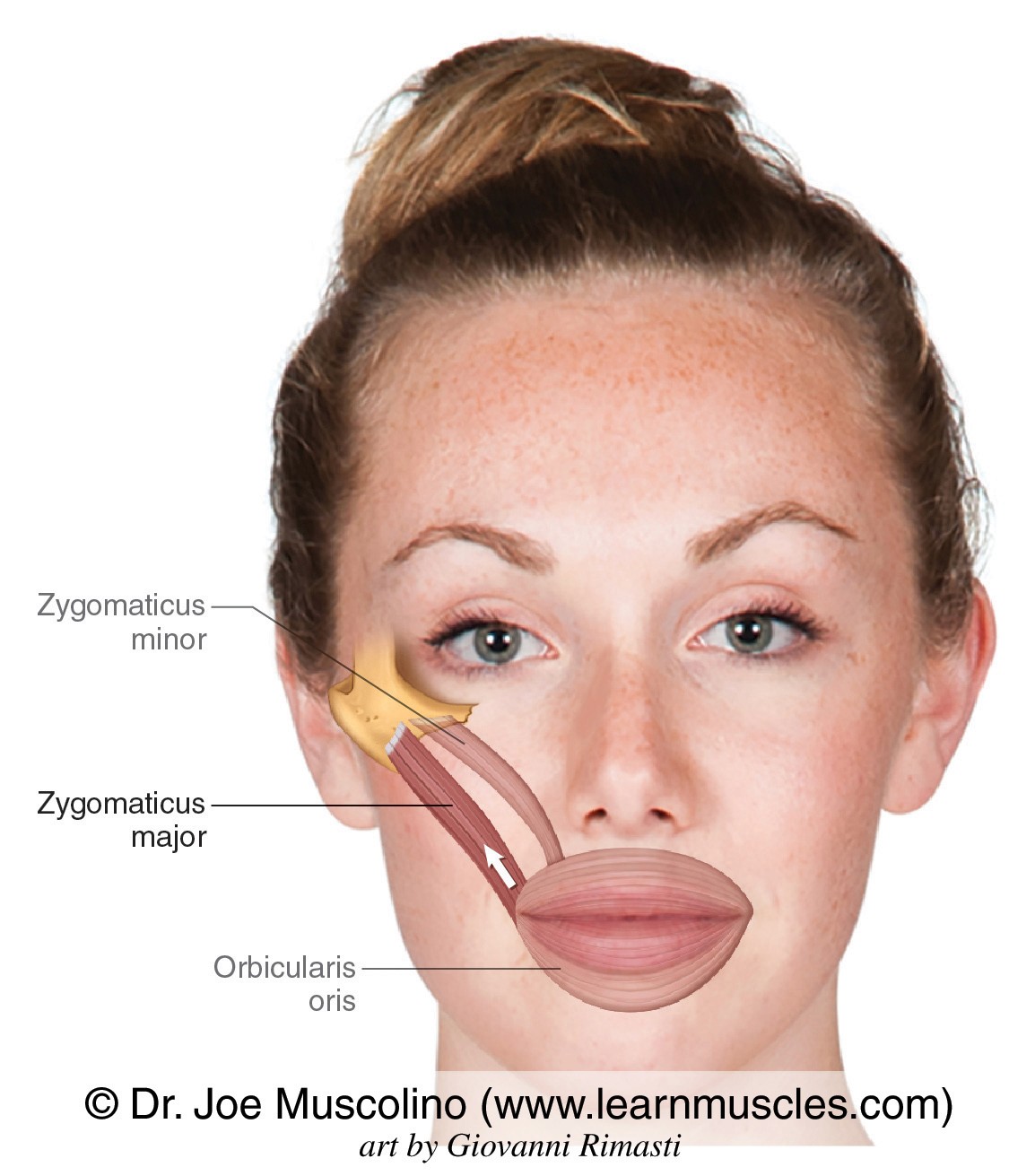 Facial muscle diagram showing zygomaticus minor,major and orbicularis oris.
