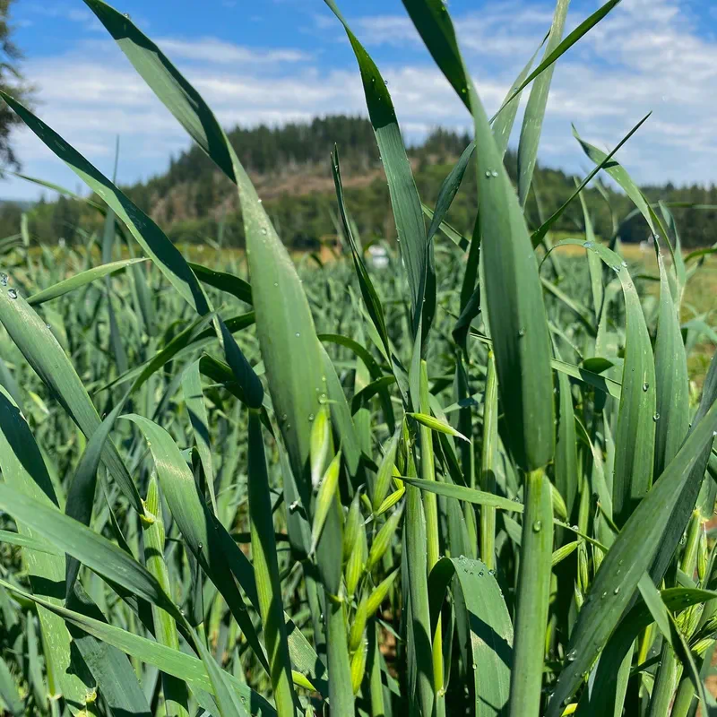 Green plants growing in cultivated rows on the River Raven Herbs farm.