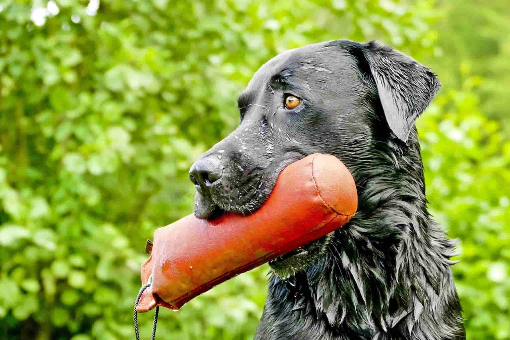 A Labrador Retriever is holding an orange toy in its mouth.