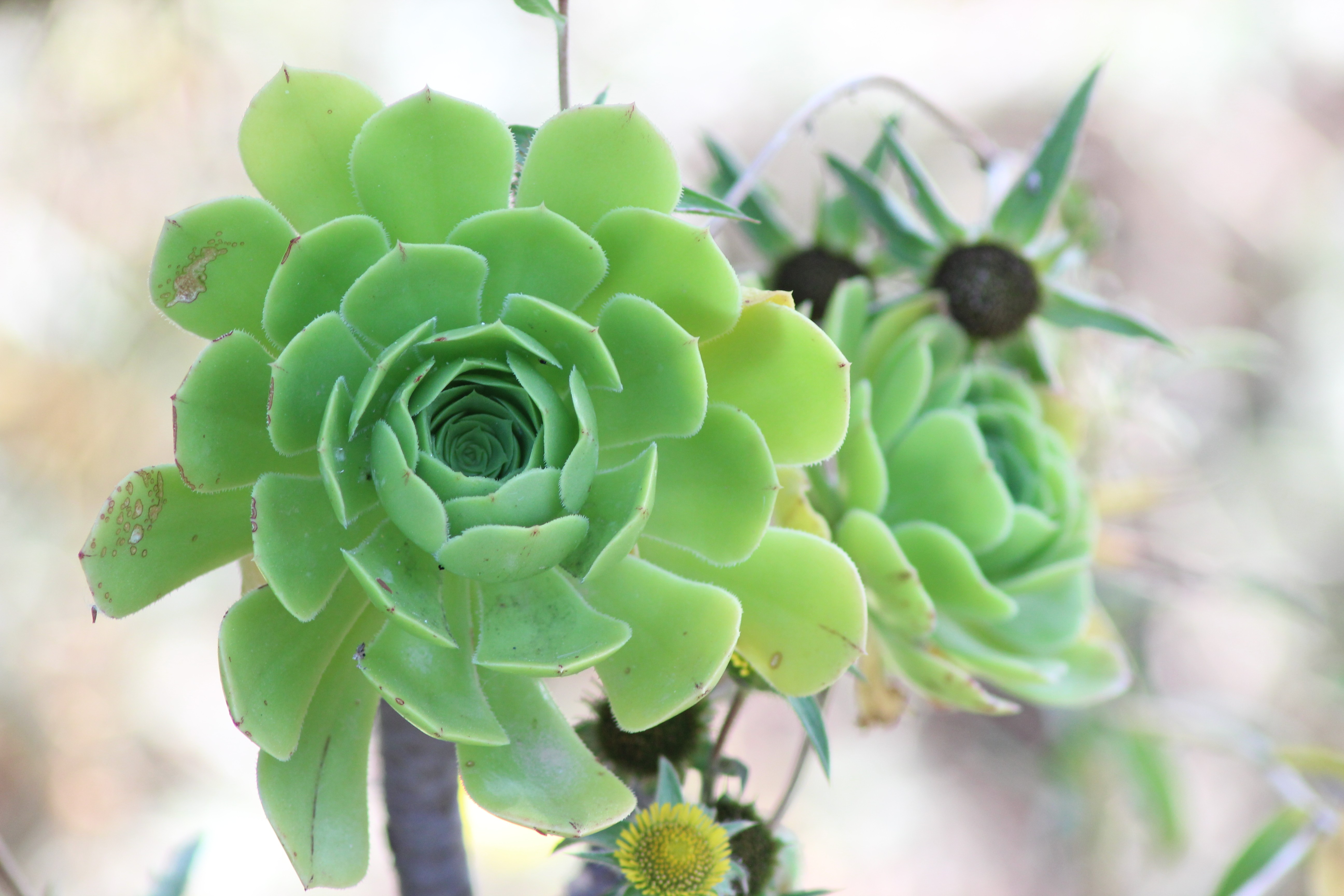 blue sky and white clouds over the sea