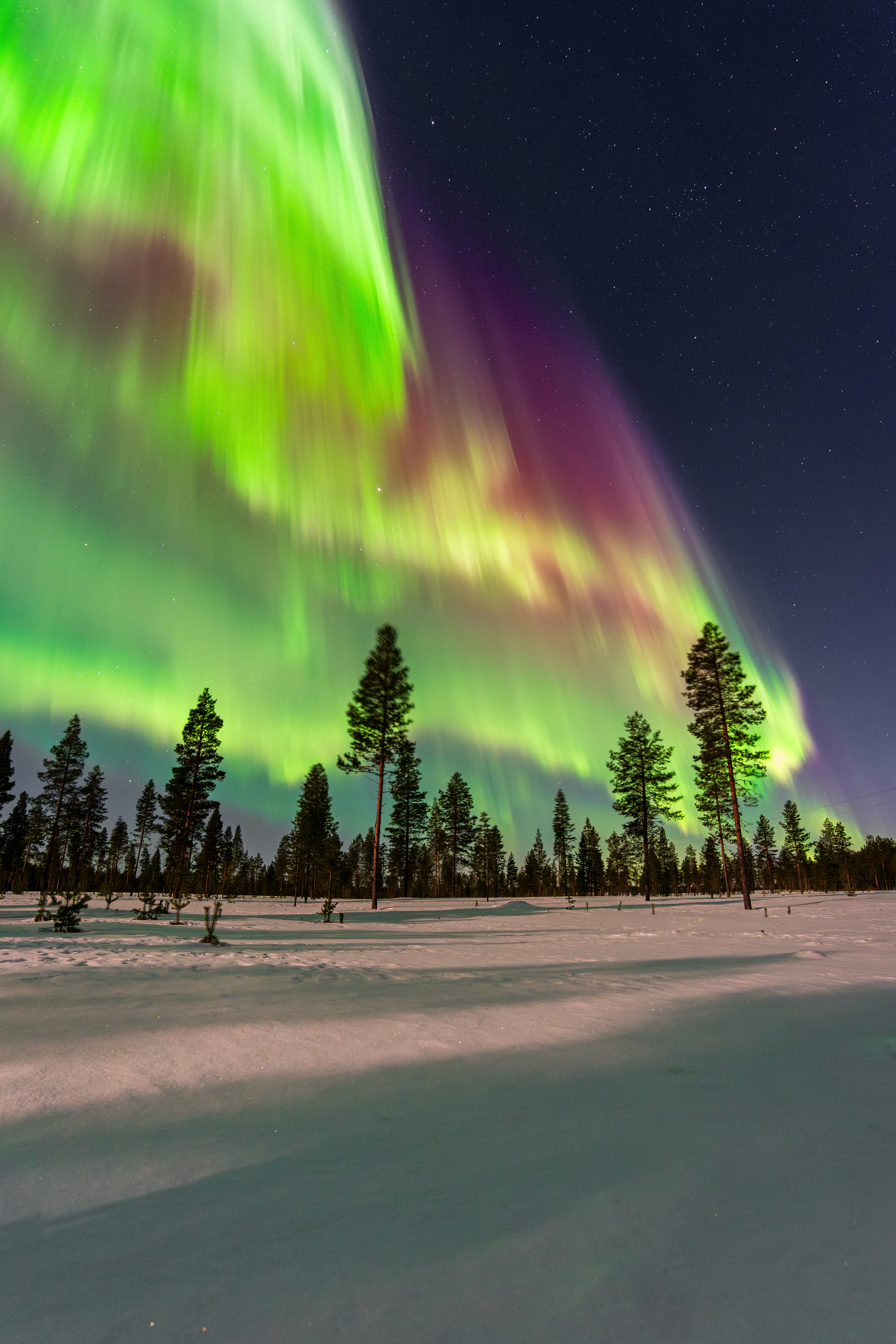 Colorful Northern Lights with green and purple hues dancing above a snowy forest of pine trees.