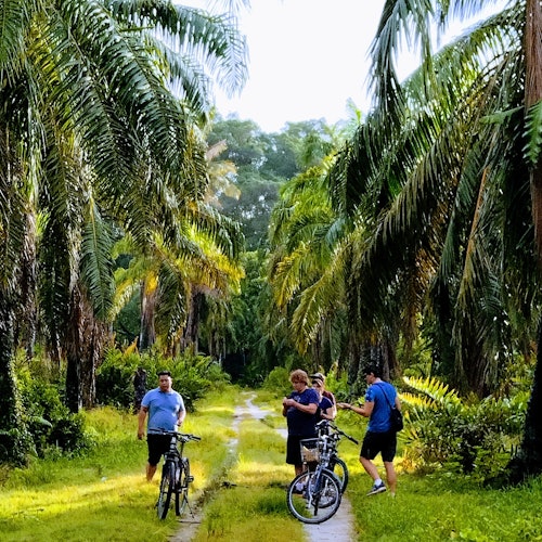 体验马来西亚种植园的郁郁葱葱的绿意。
