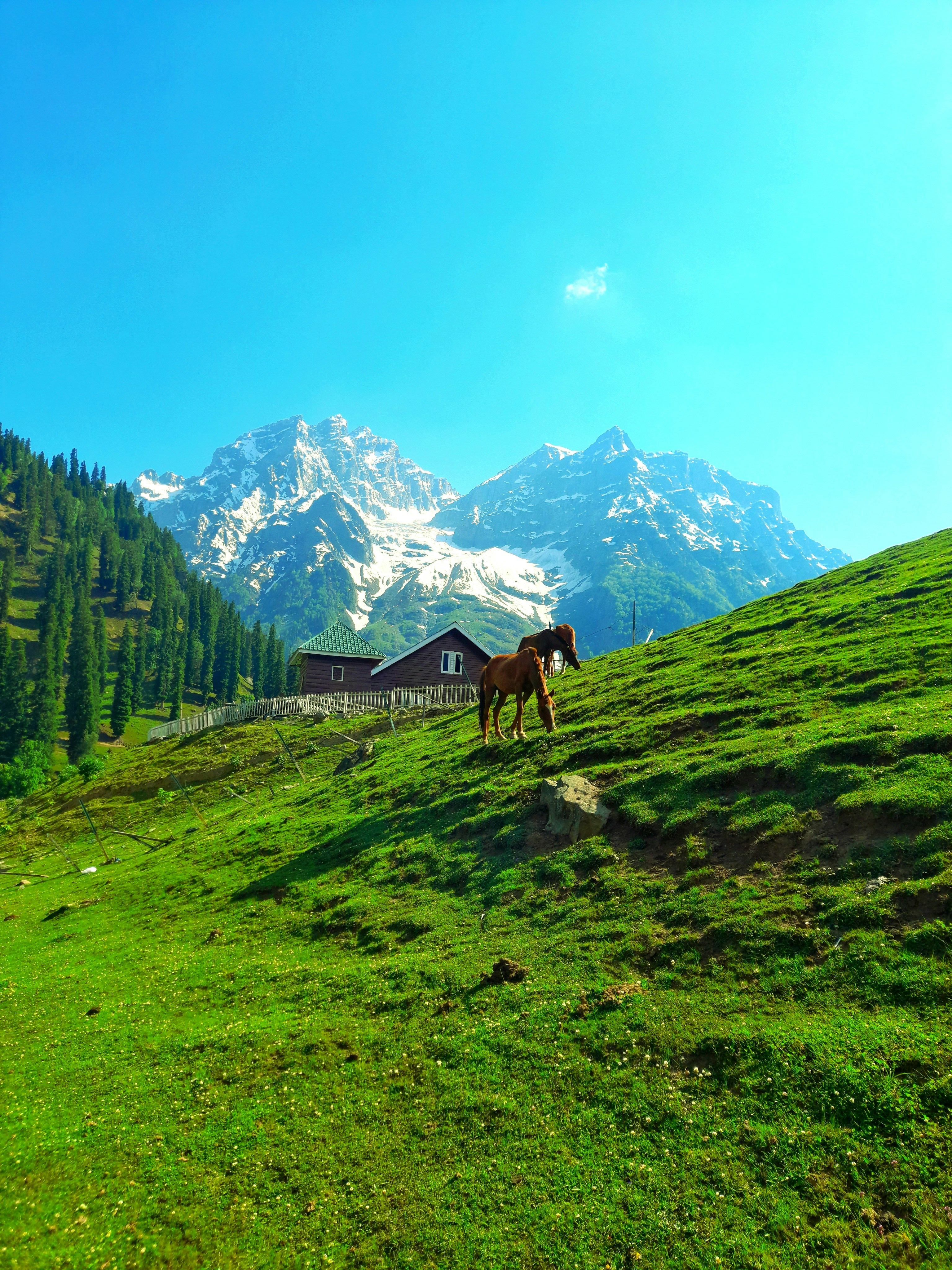 green sonmarg