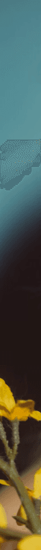 Placeholder Back Image