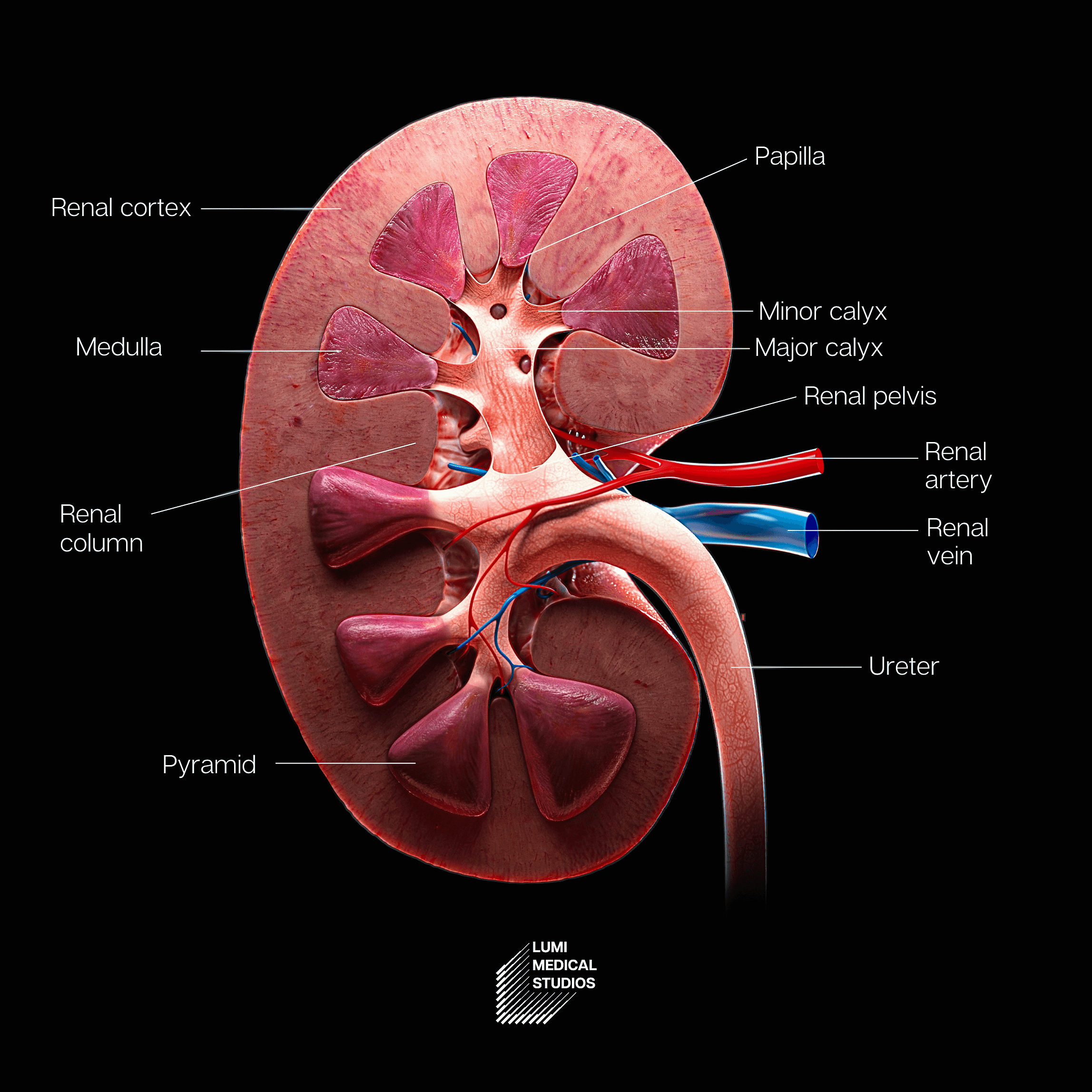 3D illustration of the pancreas, highlighting detailed anatomical features and structures for medical education and visualization purposes.