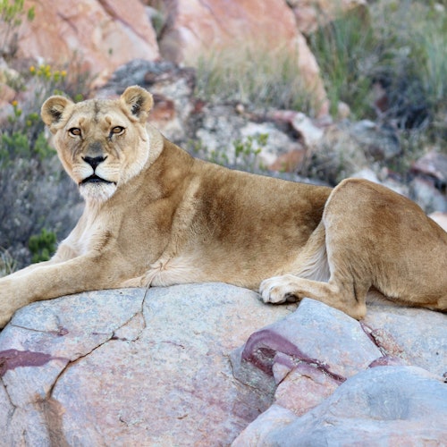 開普敦：日落阿基拉野生動物園之旅與品酒票在開普敦