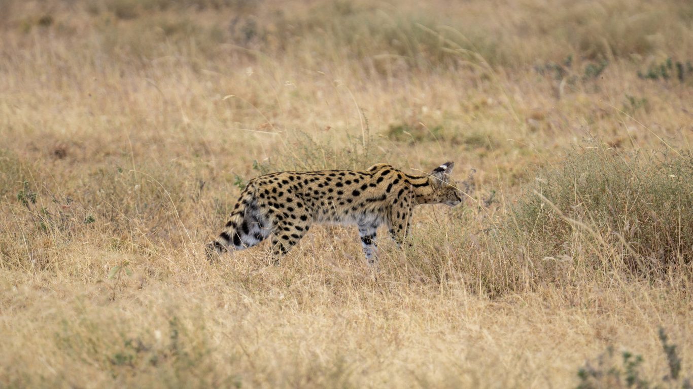 Solitary and Elusive