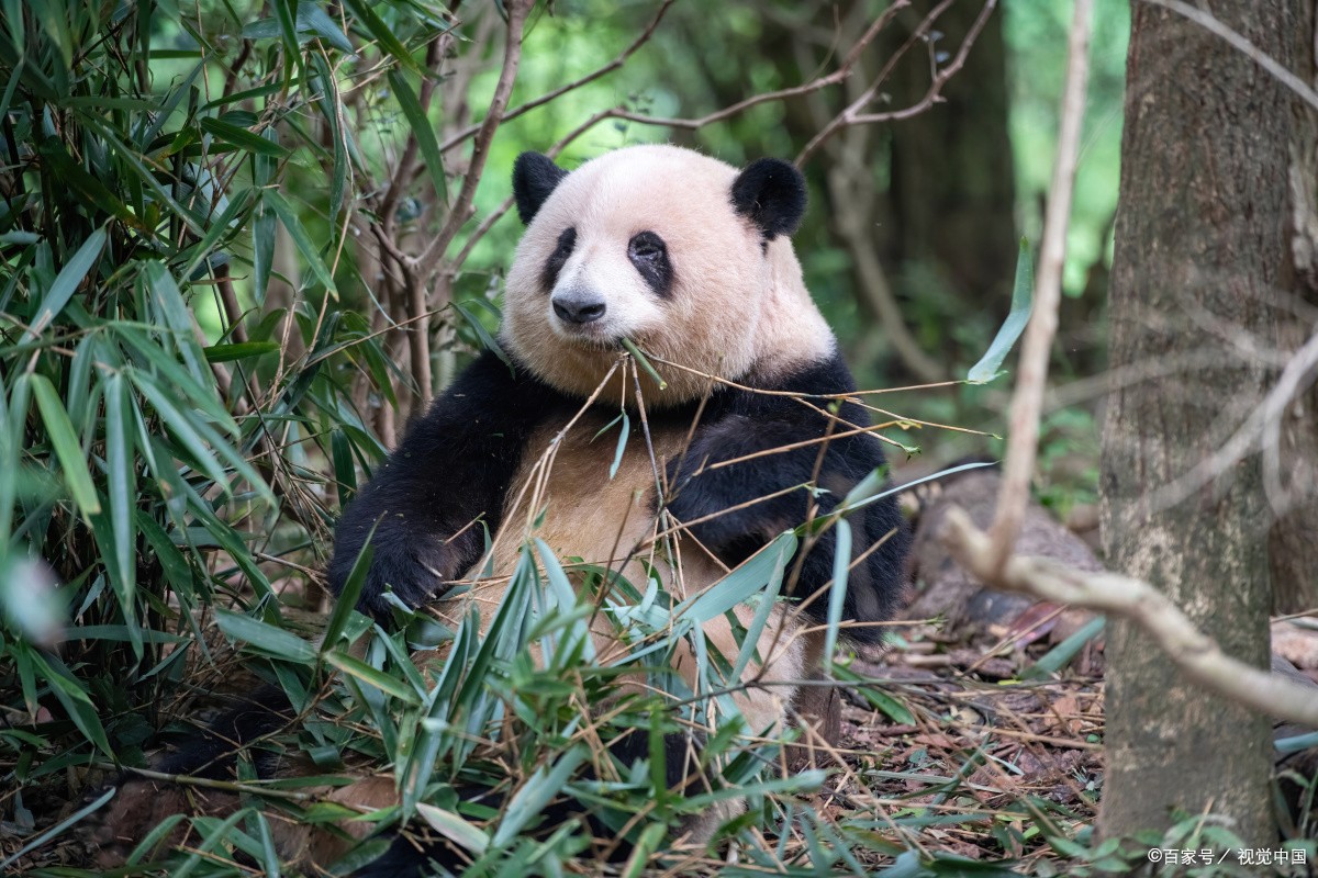 Chengdu Giant Panda Base Private Tour