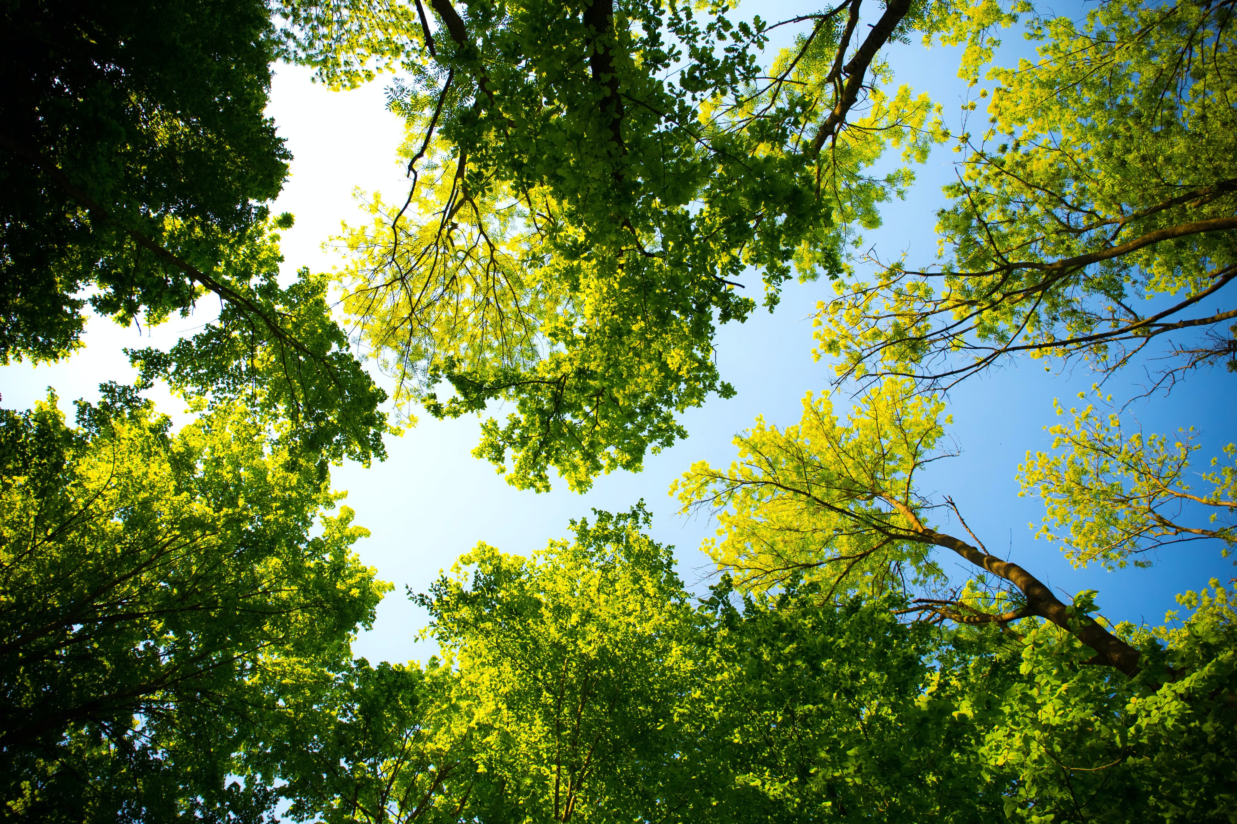 Looking up through green leafy tree branches towards a clear blue sky.