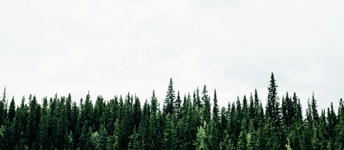 aerial photo of green trees