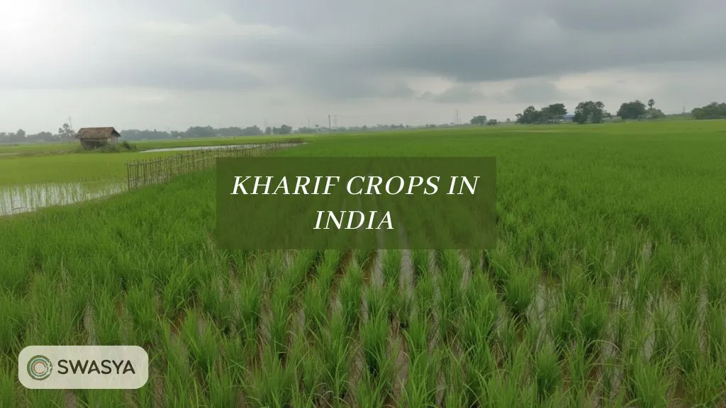 Kharif Crops in India