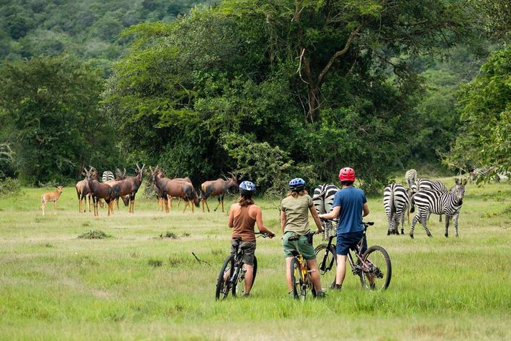 people on bicycles watching zebras
