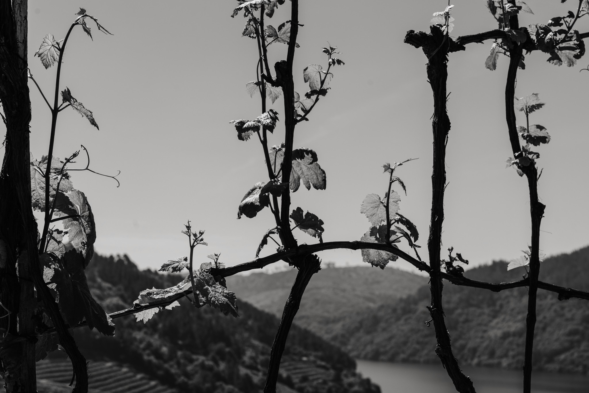 Raizames | Festival cultural | Sesión fotografía Lorena Grandío