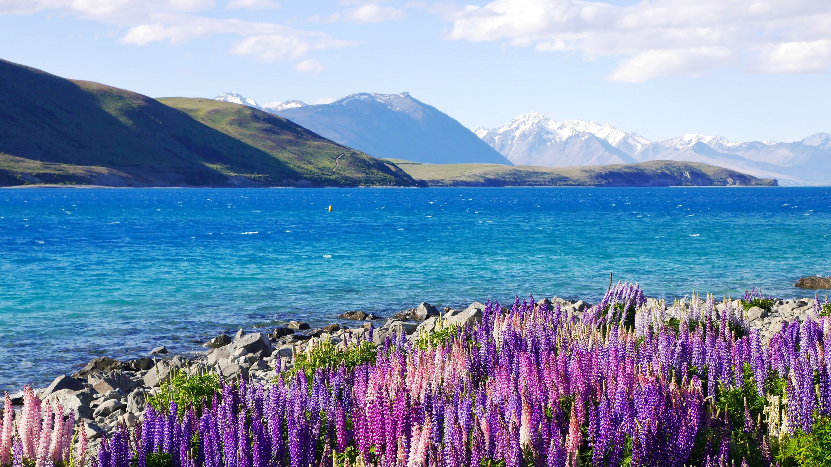 Wild lupins in bloom along the shore of Lake Tekapo, spires of purple and pink flowers rising above the turquoise water with the snow-capped Southern Alps beyond.