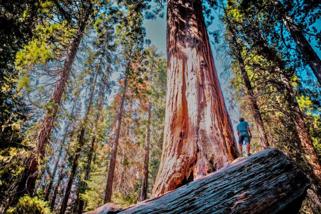 redwood national park, usa